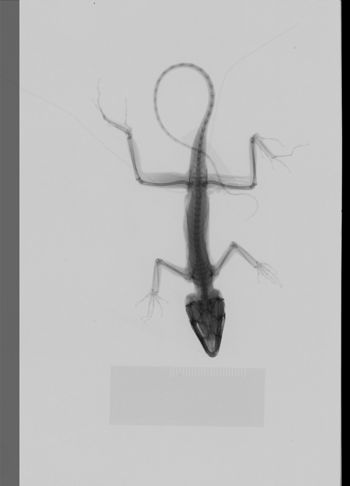 Media type: image;   Herpetology R-189257